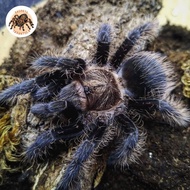 Tliltocatl albopilosum Honduran Berkualitas