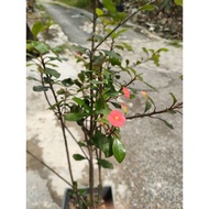 [Live plant] Euphoria plant thornless | euphoria geroldii