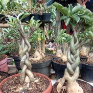 STOK TERBATAS !!!! TANAMAN HIAS BIBIT BONSAI ADENIUM BONGGOL BESAR DI