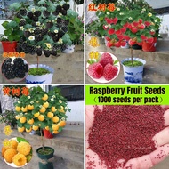 1000pcs Rare Delicious Raspberry Fruit Seeds Benih Pokok Buah Sweet Juicy Raspberries Home Garden Balcony Bonsai