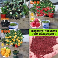 1000pcs Rare Delicious Raspberry Fruit Seeds Benih Pokok Buah Sweet Juicy Raspberries Home Garden Ba