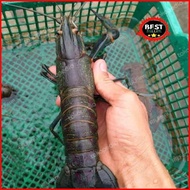 Lobster Air Tawar Konsumsi Hidup Ukuran 4,5,6 (Random)Perkilo Original