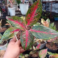 aglaonema hot lady flaming hotlady bukan adelia bukan hasil culture