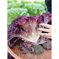 Benih Daun Salad Merah / Red Coral Lettuce Seeds / 红叶生菜籽“100pcs
