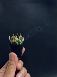 皮革製 Agave龍舌蘭盆栽吊飾_送禮/收藏