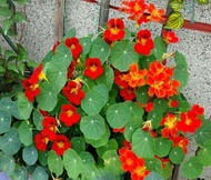 Nasturtium seed Nasturtium seed Hanging climbing vine flower seed indoor balcony potted spring summe