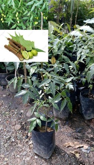 MM- Anak Pokok Mambu / Semambu / Neem / Daun Mamu / Indian Lilac / Margosa Tree / Nim Tree / Pokok H