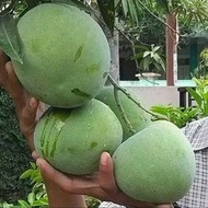 BIBIT TANAMAN BUAH MANGGA KELAPA