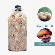 Lion's mane mushroom embryo 1,2kg, evenly grown silk lion's mane mushroom - 3C Farm