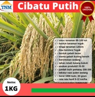 BENIH PADI CIBATU KUALITAS UNGGUL PER 1 KG