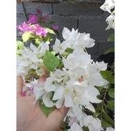 Bougainvillea   White