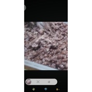 NATTO FRESH RED BEANS ️