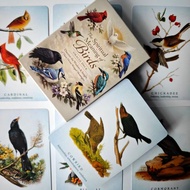 The Spiritual Meaning of Birds Oracle Deck, 50 Pcs Nature-Inspired Fortune Telling Cards for Insight