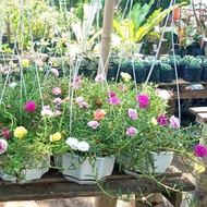 Bibit Bunga Krokot Warna Warni Cantik Murah TERLARIS