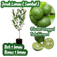 BIBIT JERUK LIMO/ JERUK LIMAU/ JERUK SAMBAL