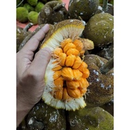 HOT ITEM   " BIJI BENIH BUAH TARAP ISI KUNING "   UNTUK  SEMAIAN ( TARAP ISI KUNING FROM SABAH ) STO