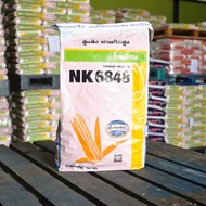 เมล็ดพันธุ์ข้าวโพดเลี้ยงสัตว์ NK 6848 3.5 หุน 10 kg. สู้แล้ง ผลผลิตสูง (ข้าวโพด เมล็ดพันธุ์ผัก เมล็