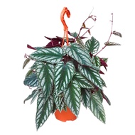 Rex Begonia Vine (Cissus Discolor) Trailing Plant