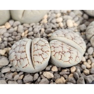 Lithops Gracilidelineata red veins lines C189A/C374A/C373A/C261A 优选荒玉拿铁latte succulent plant