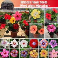 100% Original Mixed Colorful Bunga Raya Hibiscus Flower Seeds for Planting (100pcs/bag) Pokok Bunga 