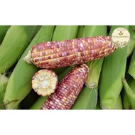 20pcs Seeds Sweet Corn Rare Purple White Biji Benih Jagung Pulut Putih Ungu 紫白糯玉米种子