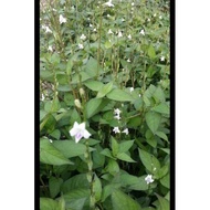 pokok herba israel/pokok israel sayur/Asystasia gangetical/ara sonsang