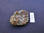【實物實拍】【現貨】【露蝦】台南的 長沼扇貝化石 (貝體53mm，母岩在貝體下方)(實體比照片漂亮) 台灣化石