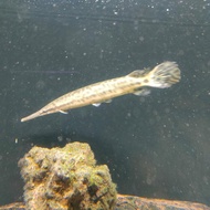 aligator florida gar