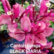 [Dijual] Bunga Bougenville Id Black Maria Bibit Sambungan