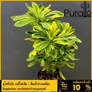 ต้นยูโฟร์เบีย ยูโฟเบีย เนรีโฟเลีย / ส้มเช้าด่างเหลือง ต้นมังกรทอง Euphorbia neriifolia(Variegated) #