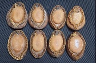 日本輝煌大網鮑 8頭 乾鮑 鮑魚