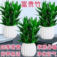 [Lucky Bamboo Hydroponic]Guanyin Bamboo Lucky Bamboo Potted Plant Indoor Plant Air Purification Livi