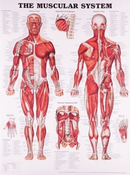 Medical Education Series - Human Anatomy Muscle System Anatomy Diagram ภาพวาดผ้าใบโปสเตอร์ผนังสำหรับ