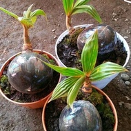 bibit kelapa bonsai Hijau