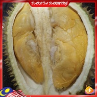 Anak Pokok Durian D2 Anak Pokok Limited Edition Anak Pokok Durian Datok Nina