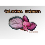 ♞Calathea crimson (please read description)