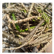 1kg of dried pine tree, magic pine tree, dried cypress tree