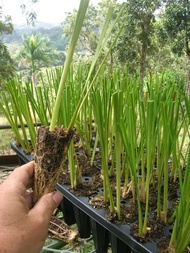 30PCS Vetiver Grass Slips For Slope Protection And Soil Erosion Purposes / Installation of Coconets