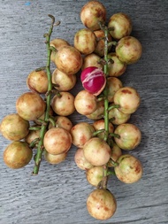 Buah Menteng Kapundung Buah Pundung kokosan asem seger 1kg
