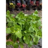 pokok herba pudina(mint)