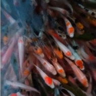 bibit ikan koi blitar size 3-5cm paket 27ekor