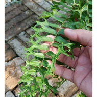 Indoor Plants - Fishtail Fern (Nephrolepis falcata 'Furcans") Big size