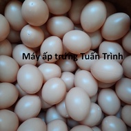 10 Fake Chicken Eggs