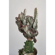 Euphoria Lactea cactus