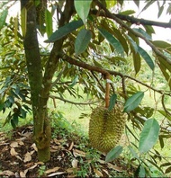 Malaysia Stock Baja Pokok Durian Musang King D24 ioi Duri Hitam 1000gram