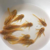 【嘉嘉寵物】🐟 藍眼鬍子 藍眼大帆 24K鬍子/大帆 🐟 底棲 撿殘料 （觀賞魚蝦  （飼料餌料）