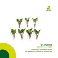 Rijk Zwaan Charlie RZ Swiss Chard (25,000 seeds)