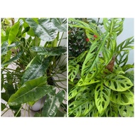 【fresh cut】keratan monstera adansonii/burle marx 洞洞芋 伯乐蔓绿绒