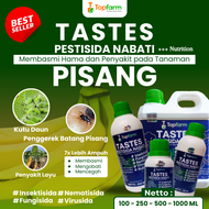 Obat Pisang Yang Kena Penyakit / Obat Untuk Tanaman Pisang / Obat Jamur Layu Pohon Pisang / Obat Pis