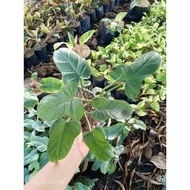 Philodendron GREEN VIOLEN PLANTS(live plants)(established& stable plants)